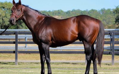 Milestone for Telemon as stud present first Gold Coast yearling draft