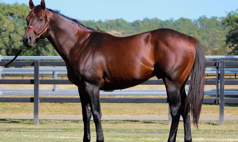 Milestone for Telemon as stud present first Gold Coast yearling draft